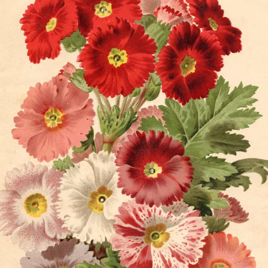 Free Image Friday – Vintage Flowers