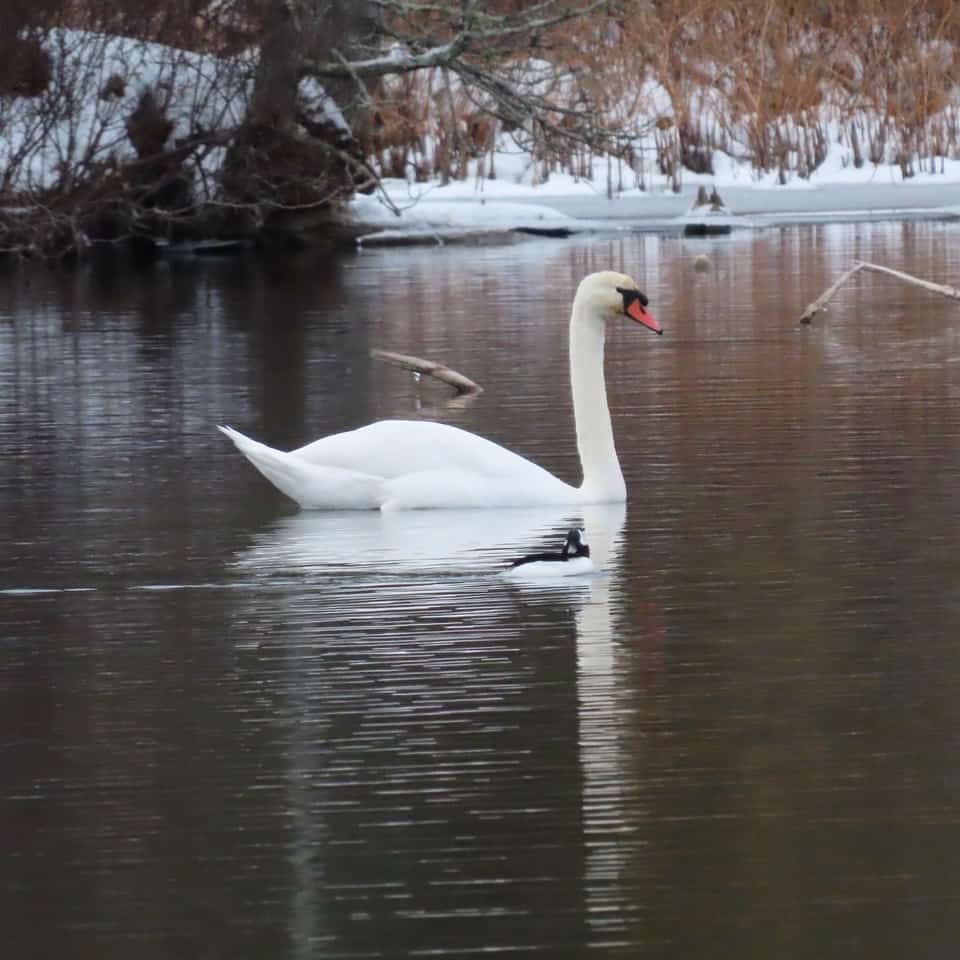 Swan in water