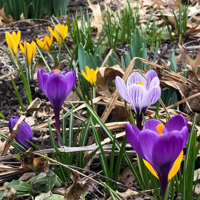 purple and yellow flowers