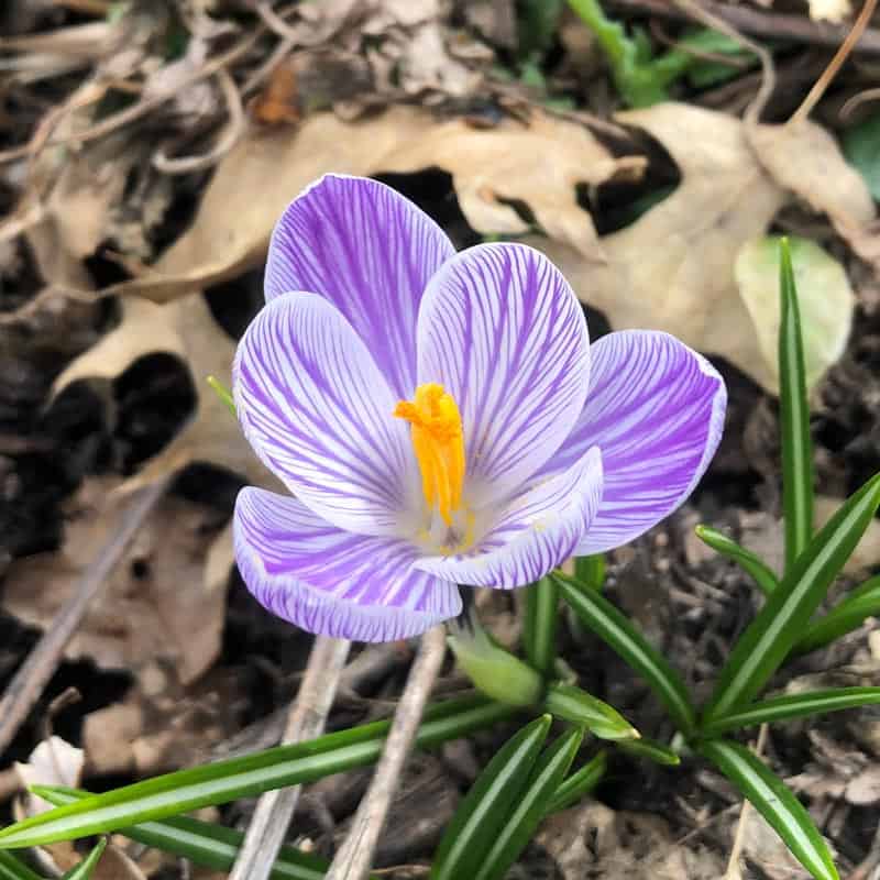 purple and white flower