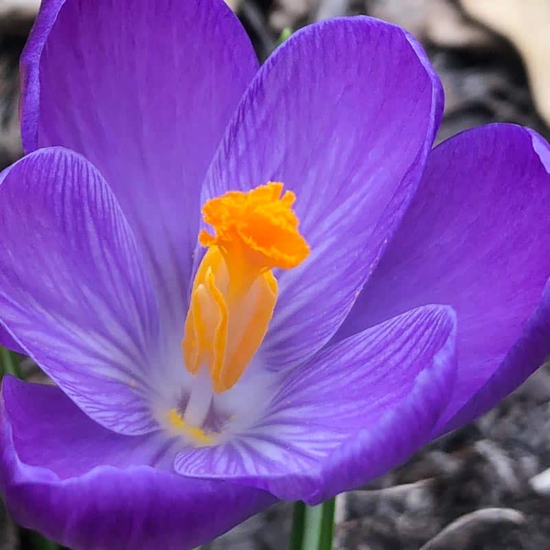 purple flower closeup