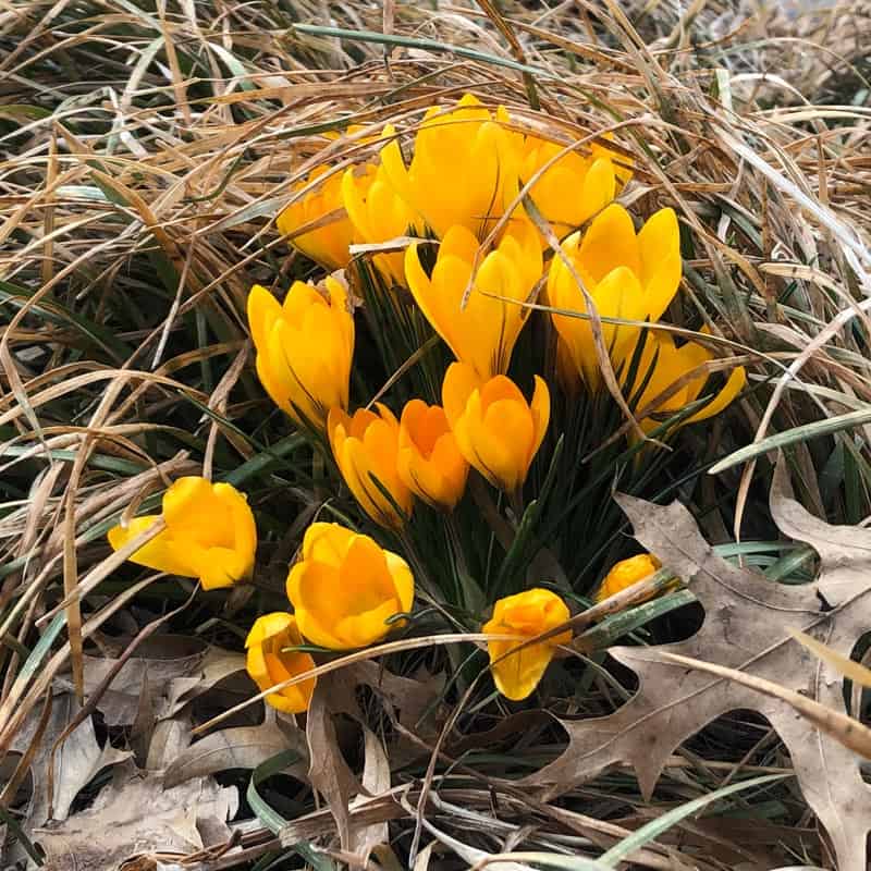 Yellow flowers