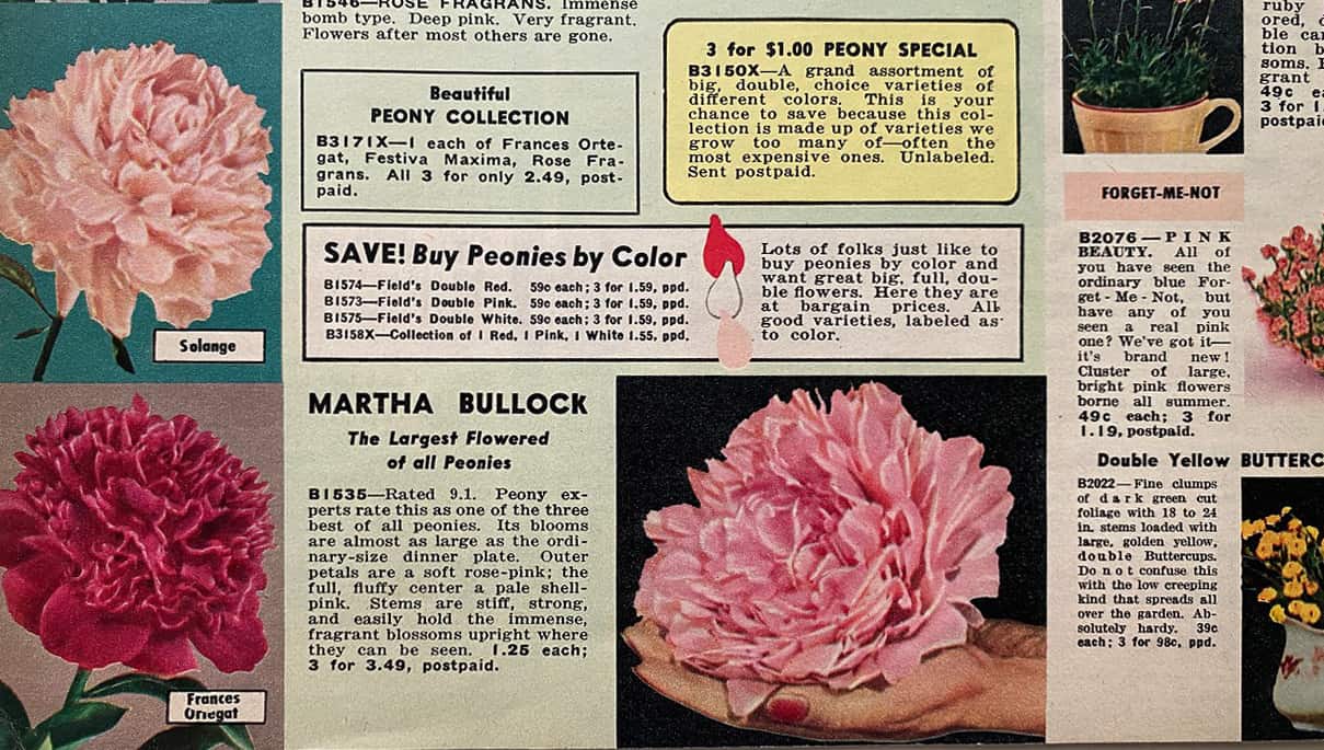 Peonies Catalog