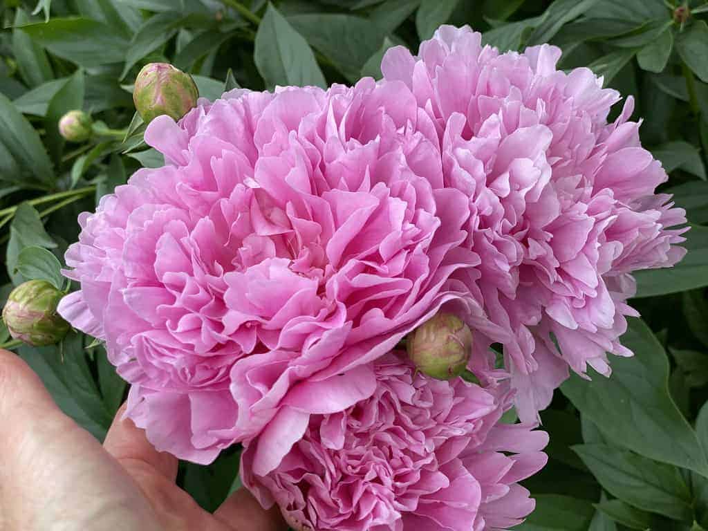 Martha Bullock Peonie