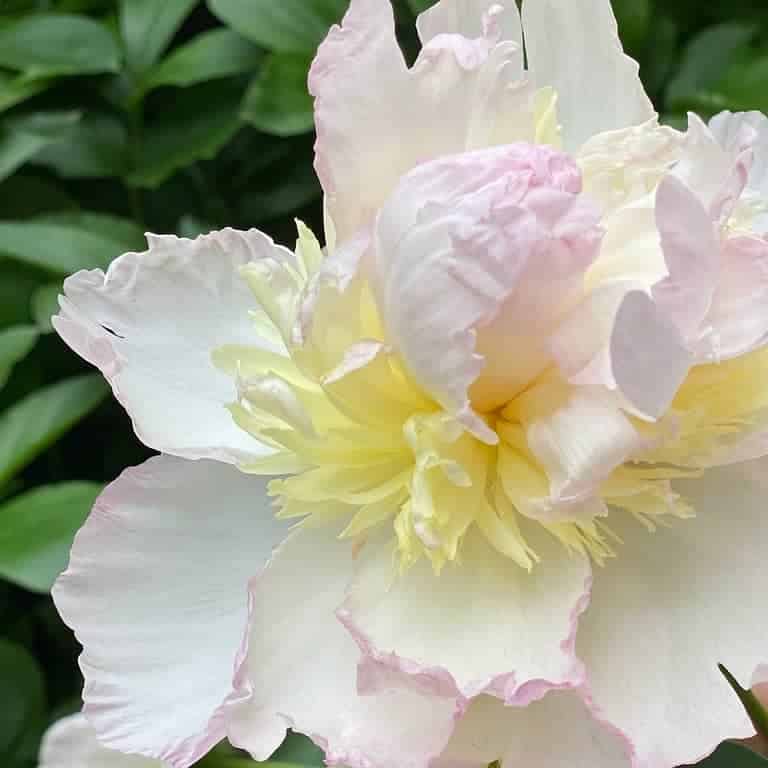 Peony