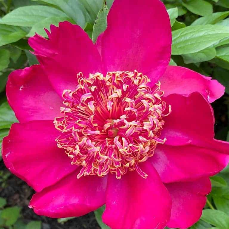 Peony