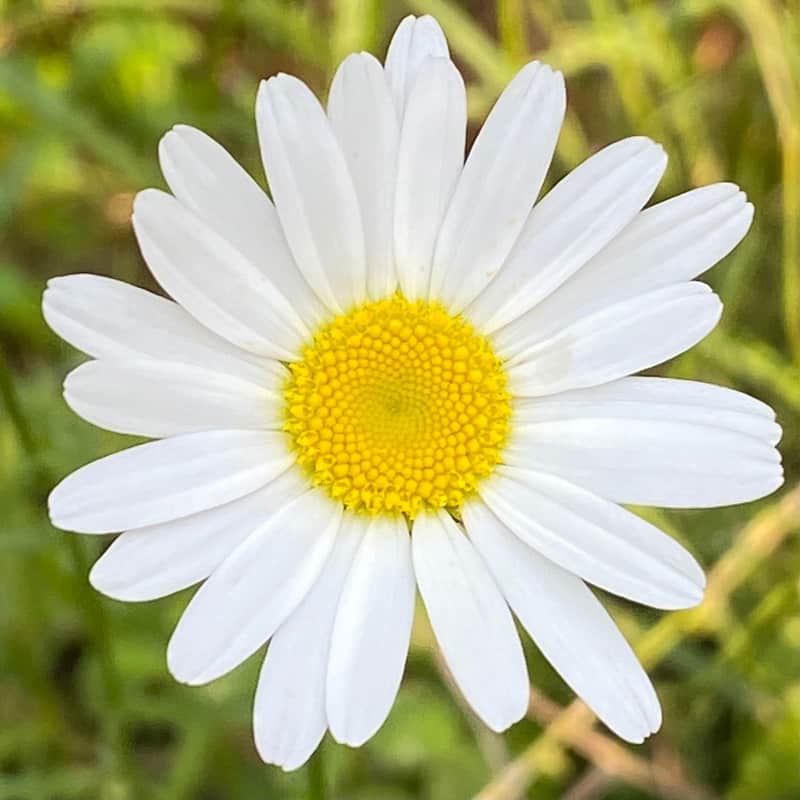 Daisy