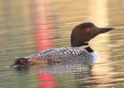 Loon on Torch Lake