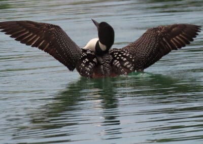Loon on Torch Lake