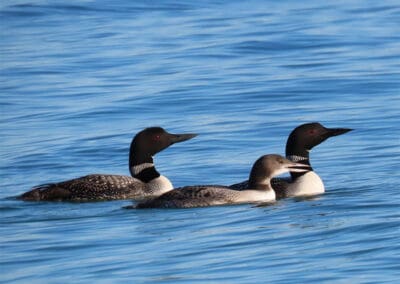Loons on Torch Lake