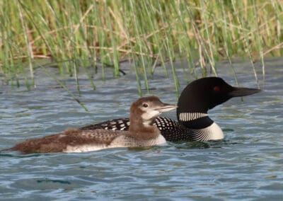 Loons on Torch Lake